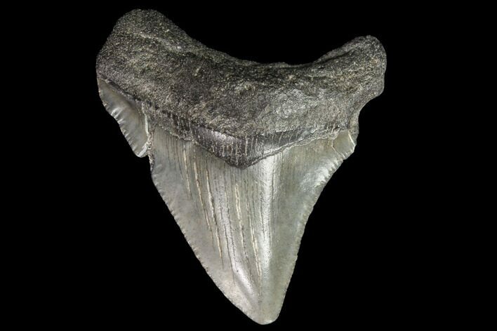 Juvenile Megalodon Tooth - Georgia #101418